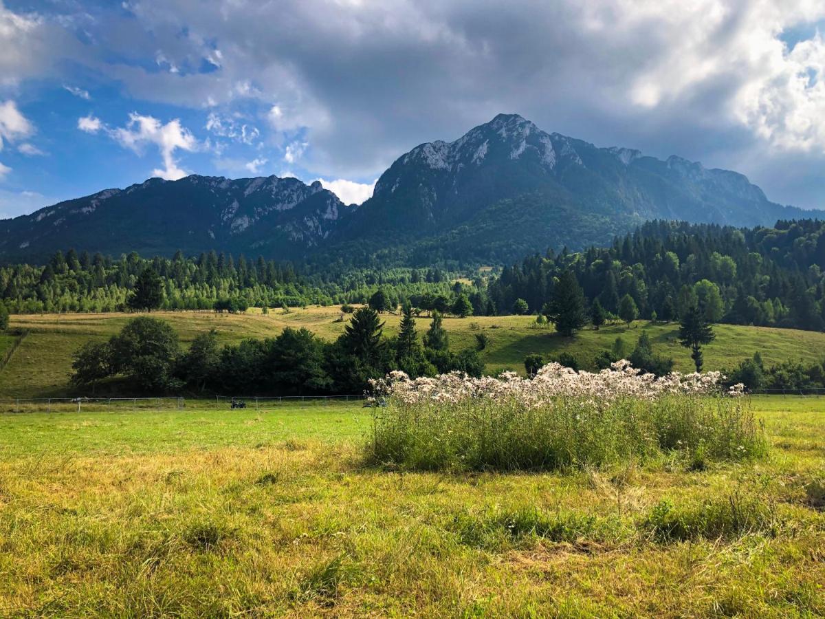 Pensiunea Aliart Zărneşti Buitenkant foto